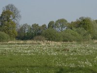 NL, Noord-Brabant, Baarle-Nassau, De Manke Goren 56, Saxifraga-Willem van Kruijsbergen