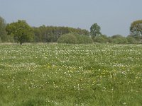 NL, Noord-Brabant, Baarle-Nassau, De Manke Goren 58, Saxifraga-Willem van Kruijsbergen