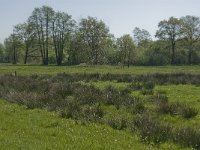 NL, Noord-Brabant, Baarle-Nassau, De Manke Goren 6, Saxifraga-Jan van der Straaten