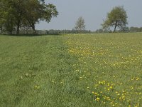 NL, Noord-Brabant, Baarle-Nassau, De Manke Goren 62, Saxifraga-Willem van Kruijsbergen