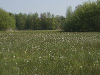 NL, Noord-Brabant, Baarle-Nassau, De Manke Goren 69, Saxifraga-Willem van Kruijsbergen