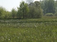 NL, Noord-Brabant, Baarle-Nassau, De Manke Goren 70, Saxifraga-Willem van Kruijsbergen