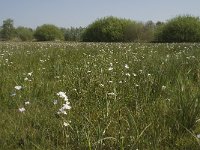 NL, Noord-Brabant, Baarle-Nassau, De Manke Goren 72, Saxifraga-Willem van Kruijsbergen