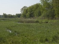 NL, Noord-Brabant, Baarle-Nassau, De Manke Goren 74, Saxifraga-Willem van Kruijsbergen