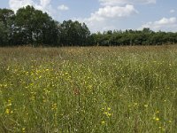 NL, Noord-Brabant, Baarle-Nassau, De Manke Goren 76, Saxifraga-Willem van Kruijsbergen