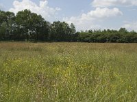 NL, Noord-Brabant, Baarle-Nassau, De Manke Goren 77, Saxifraga-Willem van Kruijsbergen