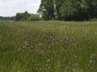 NL, Noord-Brabant, Baarle-Nassau, De Manke Goren 78, Saxifraga-Willem van Kruijsbergen