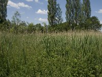 NL, Noord-Brabant, Baarle-Nassau, De Manke Goren 81, Saxifraga-Willem van Kruijsbergen