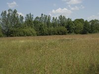 NL, Noord-Brabant, Baarle-Nassau, De Manke Goren 83, Saxifraga-Willem van Kruijsbergen