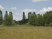 NL, Noord-Brabant, Baarle-Nassau, De Manke Goren 85, Saxifraga-Willem van Kruijsbergen