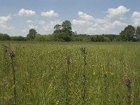 NL, Noord-Brabant, Baarle-Nassau, De Manke Goren 90, Saxifraga-Willem van Kruijsbergen