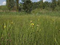 NL, Noord-Brabant, Baarle-Nassau, De Manke Goren 96, Saxifraga-Willem van Kruijsbergen