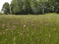 NL, Noord-Brabant, Baarle-Nassau, De Manke Goren 98, Saxifraga-Willem van Kruijsbergen