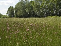 NL, Noord-Brabant, Baarle-Nassau, De Manke Goren 99, Saxifraga-Willem van Kruijsbergen