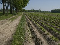 NL, Noord-Brabant, Baarle-Nassau, De Wildert 1, Saxifraga-Jan van der Straaten