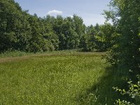 NL, Noord-Brabant, Baarle-Nassau, Halsche Beemden 10, Saxifraga-Jan van der Straaten