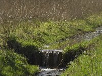 NL, Noord-Brabant, Baarle-Nassau, Halsche Beemden 100, Saxifraga-Willem van Kruijsbergen