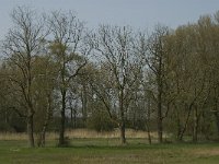 NL, Noord-Brabant, Baarle-Nassau, Halsche Beemden 101, Saxifraga-Willem van Kruijsbergen