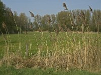 NL, Noord-Brabant, Baarle-Nassau, Halsche Beemden 102, Saxifraga-Willem van Kruijsbergen