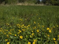 NL, Noord-Brabant, Baarle-Nassau, Halsche Beemden 130, Saxifraga-Marijke Verhagen