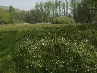 NL, Noord-Brabant, Baarle-Nassau, Halsche Beemden 131, Saxifraga-Jan van der Straaten