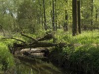 NL, Noord-Brabant, Baarle-Nassau, Halsche Beemden 142, Saxifraga-Willem van Kruijsbergen