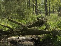 NL, Noord-Brabant, Baarle-Nassau, Halsche Beemden 143, Saxifraga-Willem van Kruijsbergen