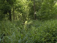 NL, Noord-Brabant, Baarle-Nassau, Halsche Beemden 151, Saxifraga-Willem van Kruijsbergen