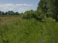 NL, Noord-Brabant, Baarle-Nassau, Halsche Beemden 170, Saxifraga-Jan van der Straaten