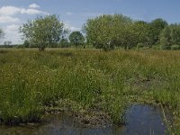 NL, Noord-Brabant, Baarle-Nassau, Halsche Beemden 180, Saxifraga-Jan van der Straaten