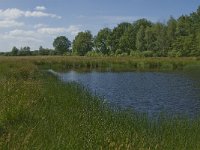 NL, Noord-Brabant, Baarle-Nassau, Halsche Beemden 181, Saxifraga-Jan van der Straaten