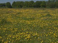 NL, Noord-Brabant, Baarle-Nassau, Halsche Beemden 185, Saxifraga-Jan van der Straaten