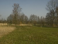 NL, Noord-Brabant, Baarle-Nassau, Halsche Beemden 189, Saxifraga-Marijke Verhagen