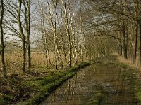 NL, Noord-Brabant, Baarle-Nassau, Halsche Beemden 190, Saxifraga-Marijke Verhagen