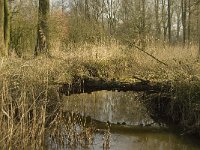 NL, Noord-Brabant, Baarle-Nassau, Halsche Beemden 196, Saxifraga-Marijke Verhagen