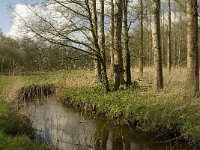 NL, Noord-Brabant, Baarle-Nassau, Halsche Beemden 205, Saxifraga-Marijke Verhagen