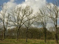 NL, Noord-Brabant, Baarle-Nassau, Halsche Beemden 207, Saxifraga-Marijke Verhagen