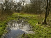 NL, Noord-Brabant, Baarle-Nassau, Halsche Beemden 208, Saxifraga-Marijke Verhagen