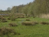 NL, Noord-Brabant, Baarle-Nassau, Halsche Beemden 21, Saxifraga-Jan van der Straaten