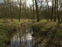 NL, Noord-Brabant, Baarle-Nassau, Halsche Beemden 210, Saxifraga-Marijke Verhagen