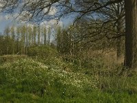 NL, Noord-Brabant, Baarle-Nassau, Halsche Beemden 222, Saxifraga-Marijke Verhagen