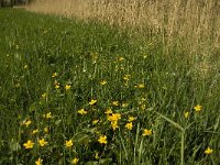 NL, Noord-Brabant, Baarle-Nassau, Halsche Beemden 225, Saxifraga-Marijke Verhagen