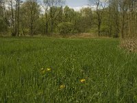 NL, Noord-Brabant, Baarle-Nassau, Halsche Beemden 226, Saxifraga-Marijke Verhagen