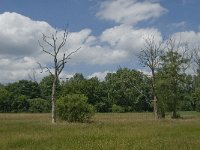 NL, Noord-Brabant, Baarle-Nassau, Halsche Beemden 23, Saxifraga-Jan van der Straaten