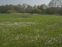 NL, Noord-Brabant, Baarle-Nassau, Halsche Beemden 24, Saxifraga-Jan van der Straaten