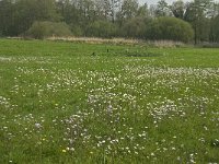 NL, Noord-Brabant, Baarle-Nassau, Halsche Beemden 25, Saxifraga-Jan van der Straaten