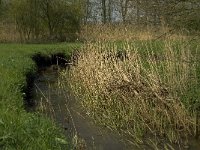 NL, Noord-Brabant, Baarle-Nassau, Halsche Beemden 32, Saxifraga-Jan van der Straaten