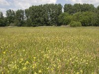 NL, Noord-Brabant, Baarle-Nassau, Halsche Beemden 37, Saxifraga-Willem van Kruijsbergen