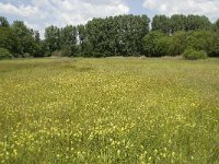 NL, Noord-Brabant, Baarle-Nassau, Halsche Beemden 38, Saxifraga-Willem van Kruijsbergen