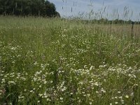 NL, Noord-Brabant, Baarle-Nassau, Halsche Beemden 41, Saxifraga- Jan van der Straaten